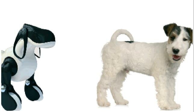 animalscompanyia