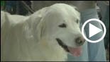 expo canina